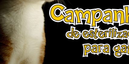 Campanha de esterilização para gatos
